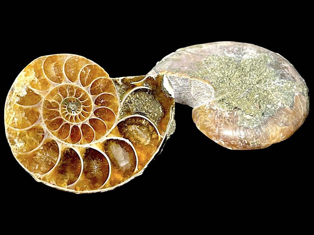 マダガスカル産アンモナイト化石ペア/Ammonite Cleoniceras Pair