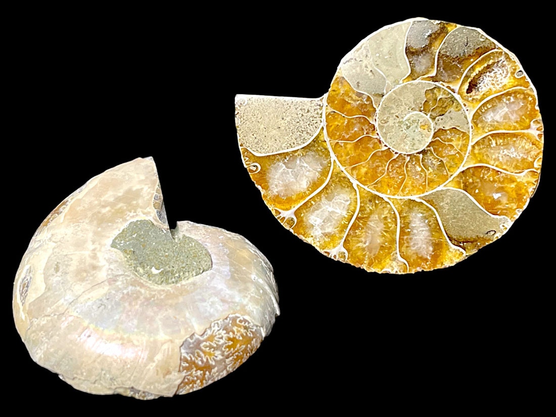 マダガスカル産アンモナイト化石ペア/Ammonite Cleoniceras Pair