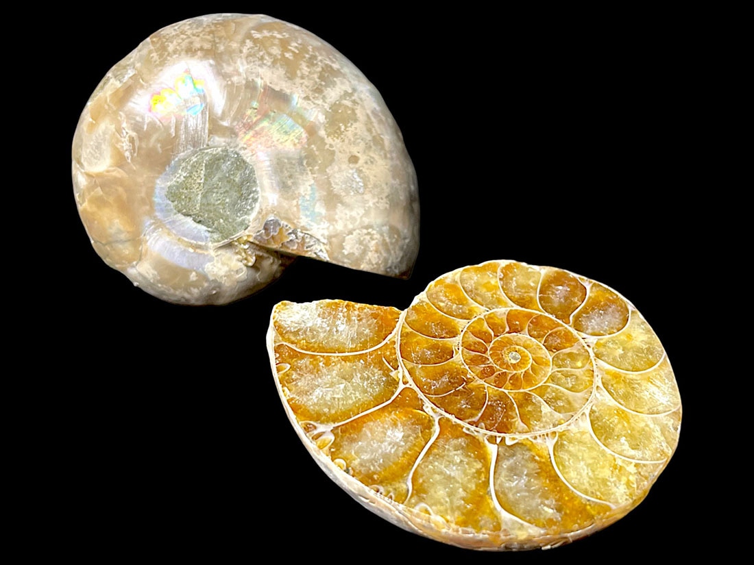 マダガスカル産アンモナイト化石ペア/Ammonite Cleoniceras Pair