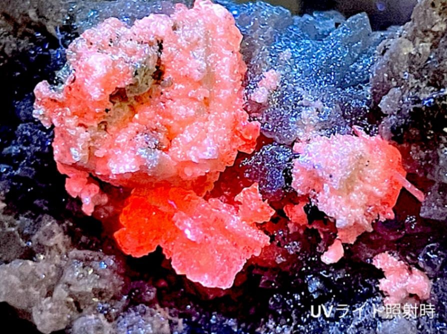 カルサイト共生