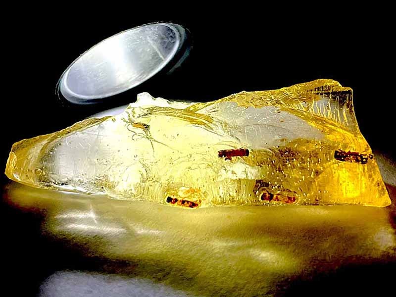 マダガスカル産 虫入りコパル