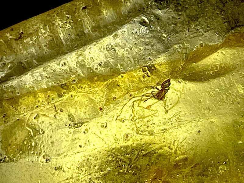 マダガスカル産 虫入りコパル