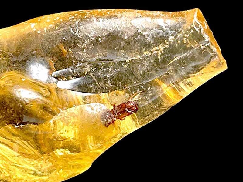 マダガスカル産 虫入りコパル