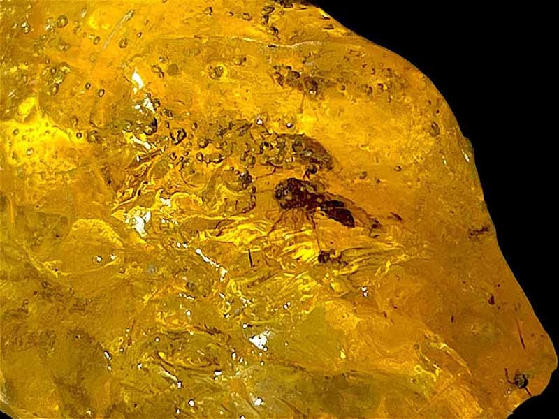 マダガスカル産 虫入りコパル