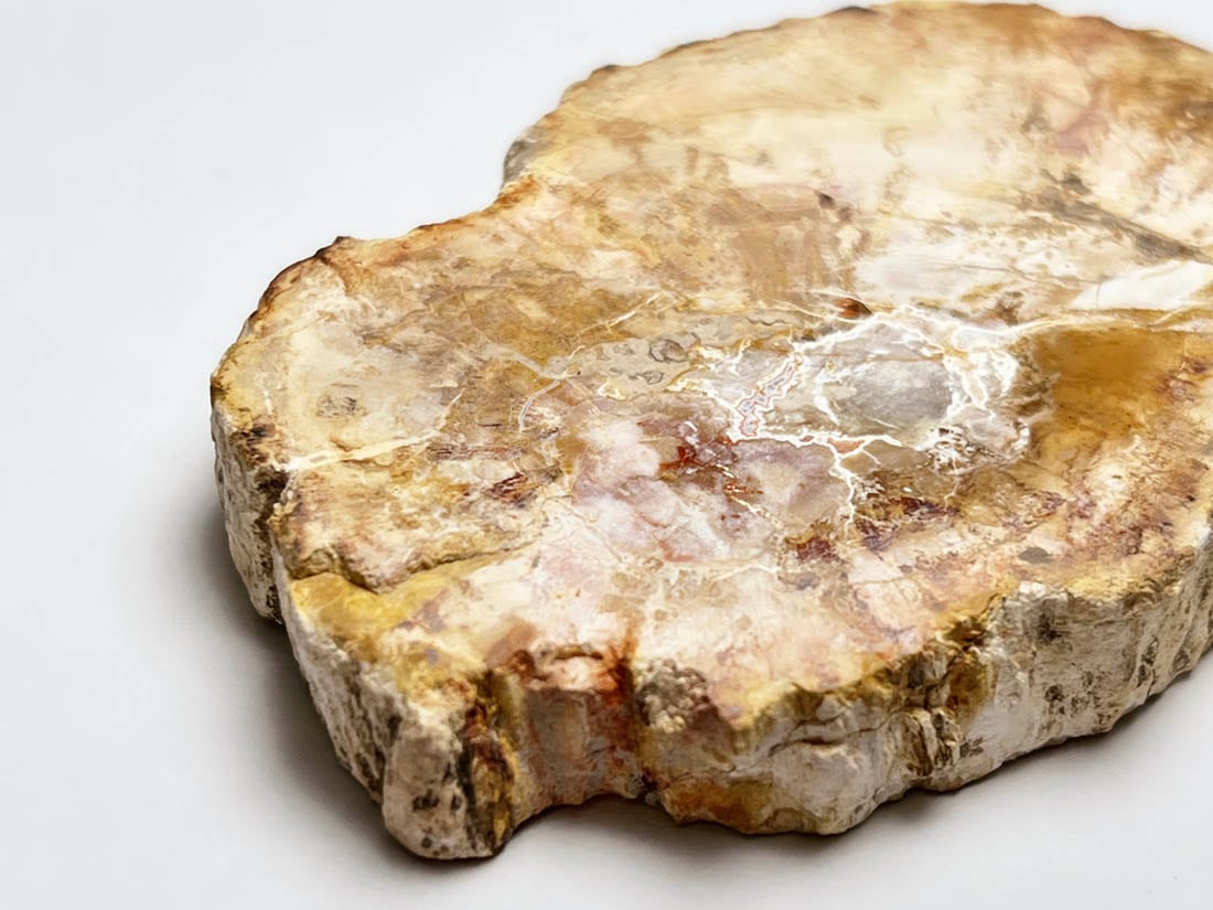 マダガスカル産 ペトリファイドウッド ( 珪化木 ) スライス / Petrified wood