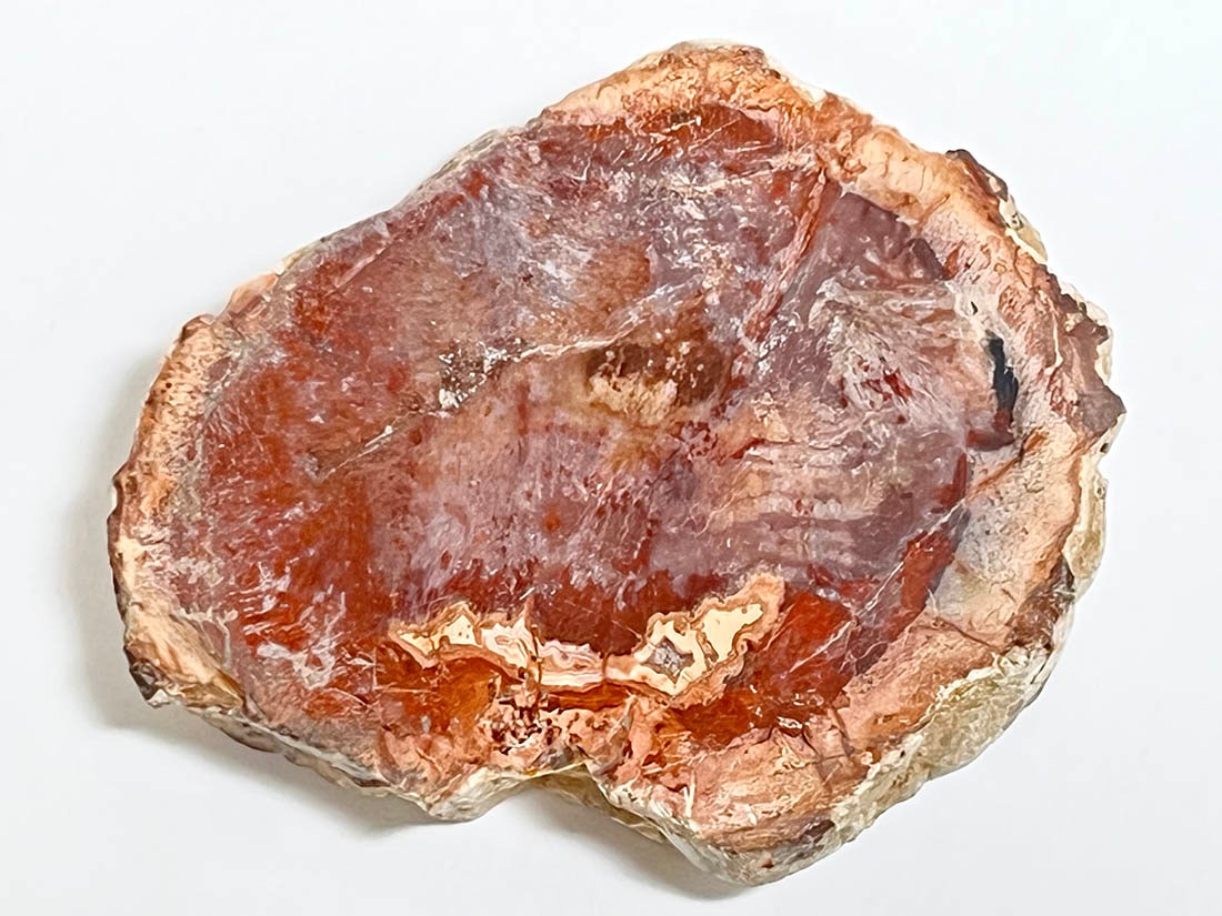 マダガスカル産 ペトリファイドウッド ( 珪化木 ) スライス / Petrified wood