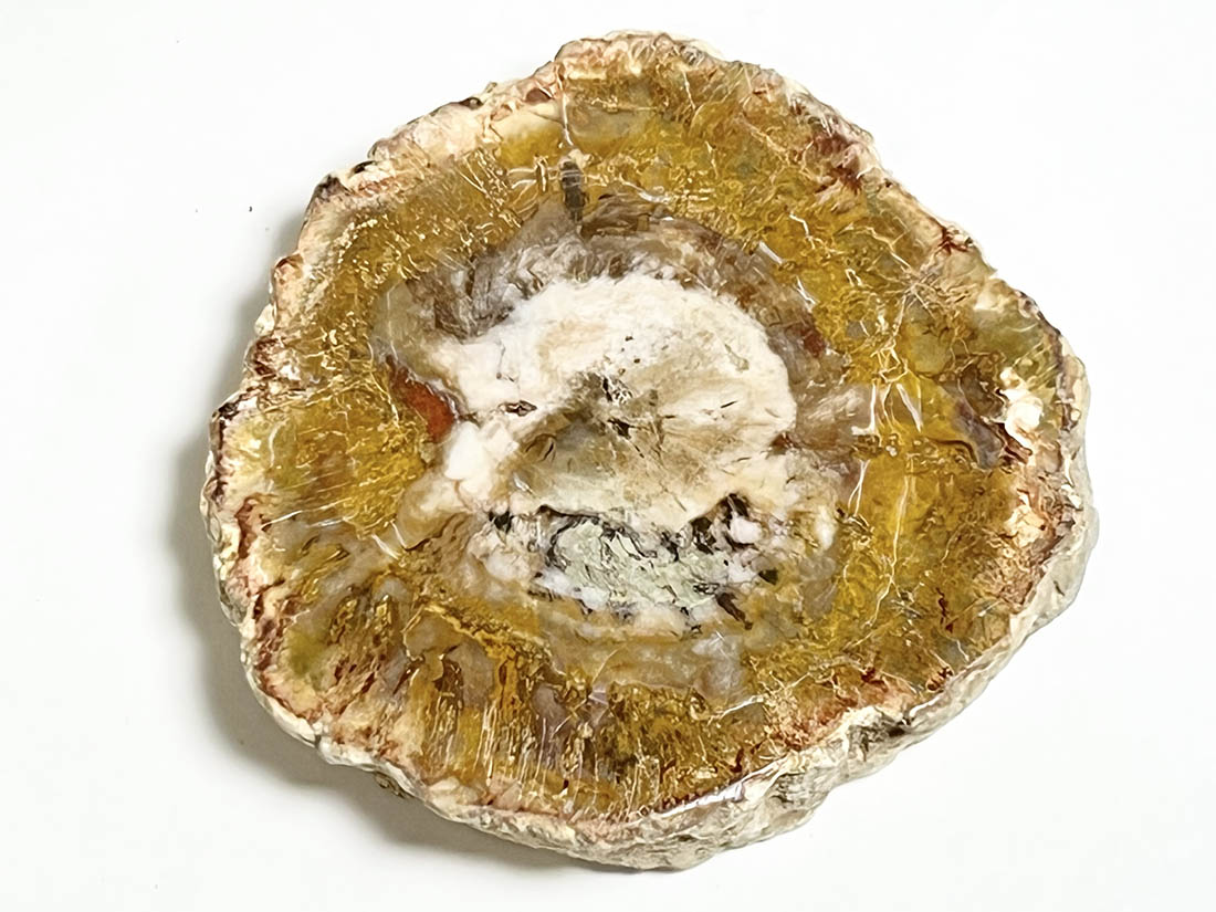 マダガスカル産 ペトリファイドウッド ( 珪化木 ) スライス / Petrified wood