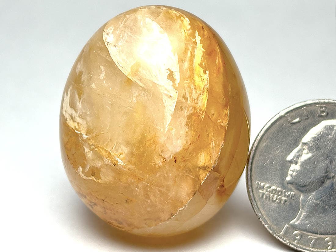マダガスカル産 ゴールデンヒーラー エッグ / Golden Healer