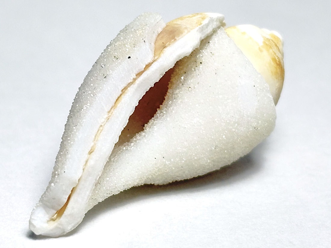 インド産 スピラライトジェムシェル / Spiralite Gemshells