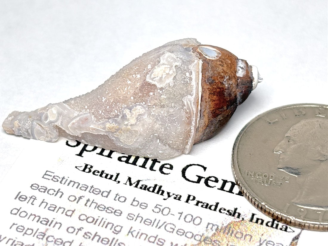 スパイラライト（Spiralite Fossil Shell） 天然石原石 スパイラライト（Spiralite Fossil Shell） 天然石原石【新商品