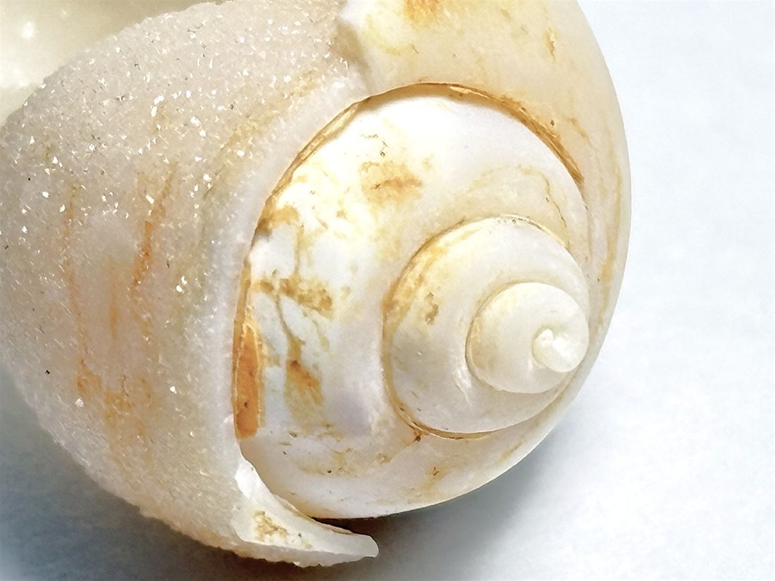 インド産 スピラライトジェムシェル / Spiralite Gemshells