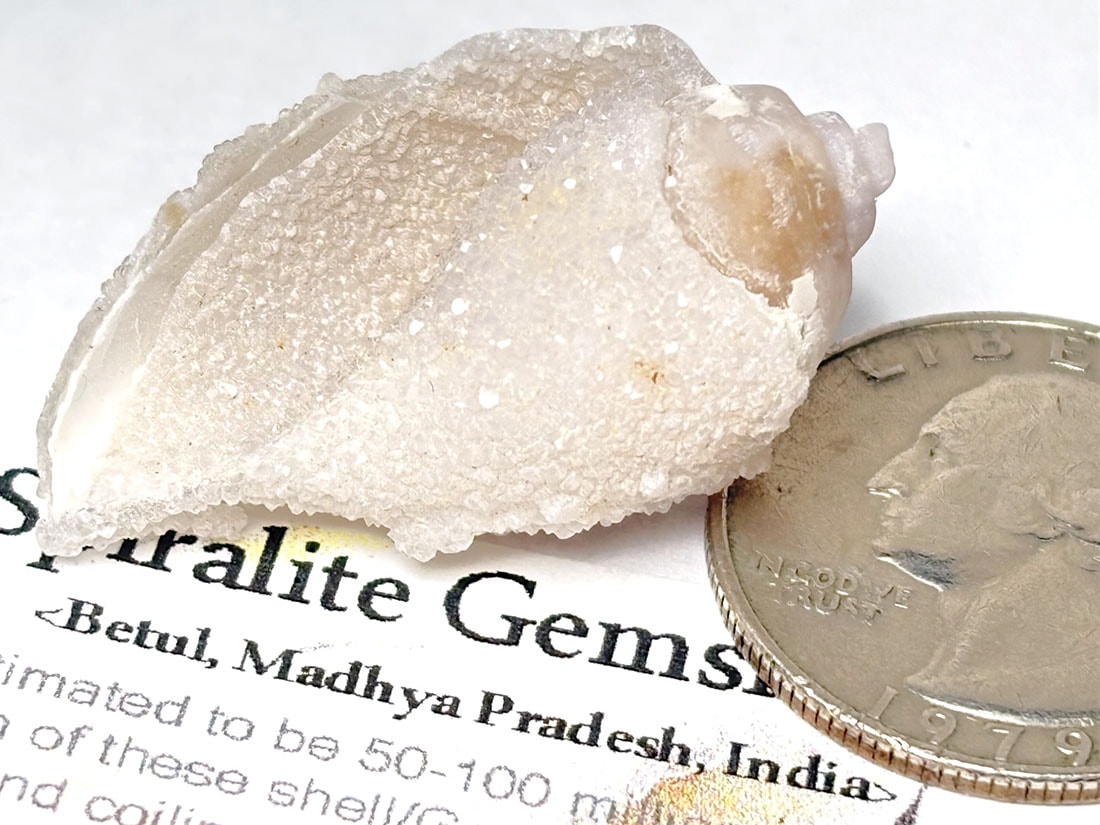 インド産 スピラライトジェムシェル / Spiralite Gemshells