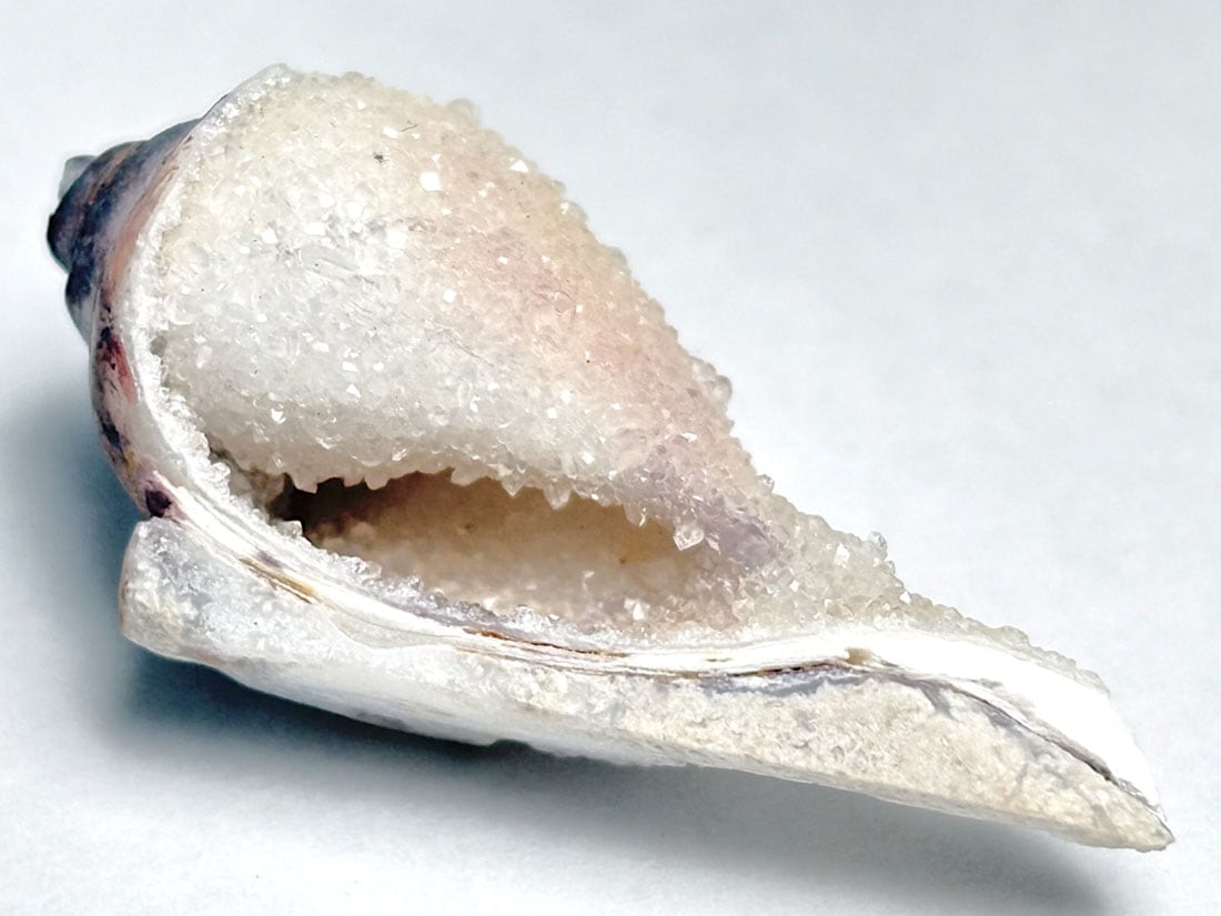 インド産 スピラライトジェムシェル / Spiralite Gemshells