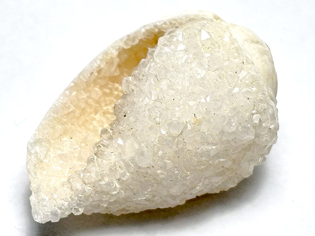 インド産 スピラライトジェムシェル / Spiralite Gemshells