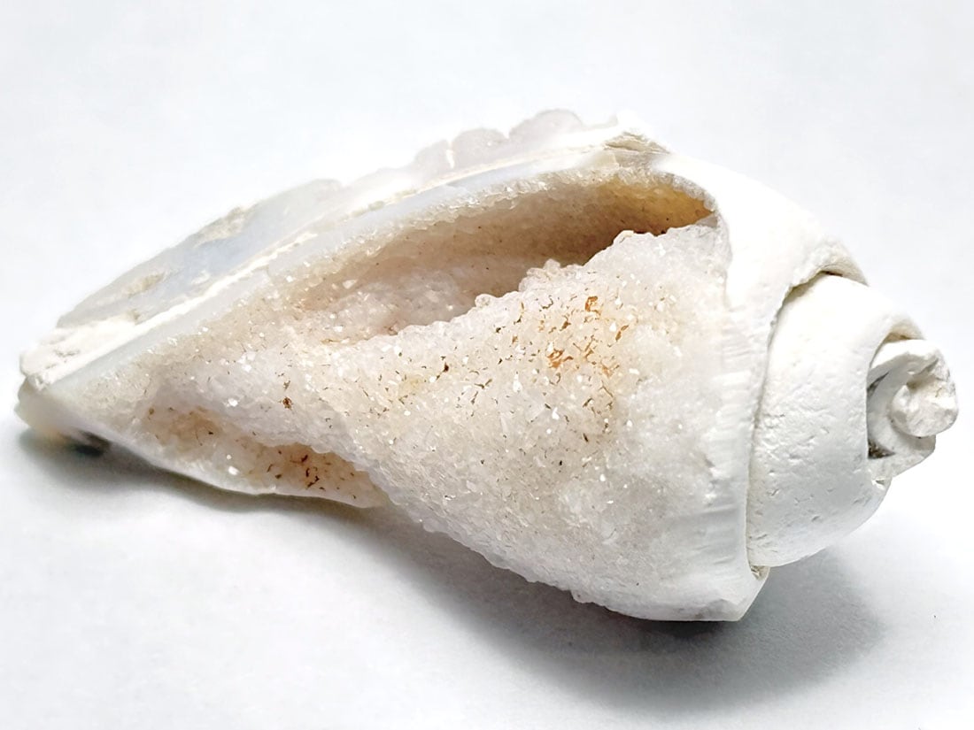 インド産 スピラライトジェムシェル / Spiralite Gemshells