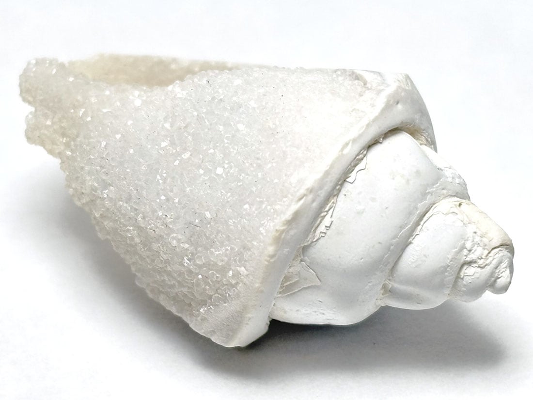 インド産 スピラライトジェムシェル / Spiralite Gemshells