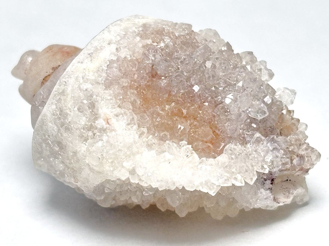 インド産 スピラライトジェムシェル / Spiralite Gemshells