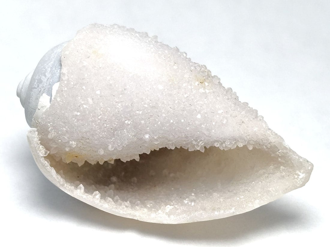 インド産 スピラライトジェムシェル / Spiralite Gemshells