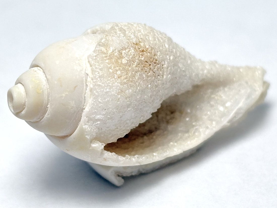 スパイラライト（Spiralite Fossil Shell） 天然石原石 スパイラライト（Spiralite Fossil Shell） 天然石原石【新商品