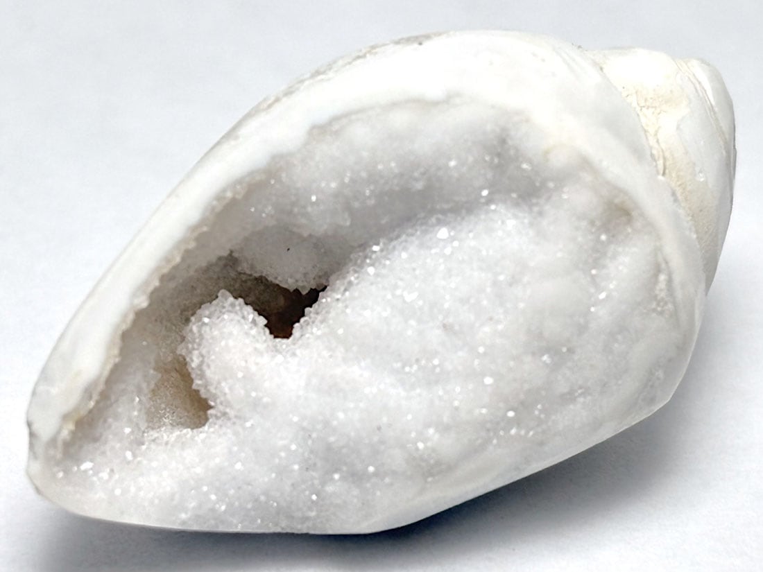 インド産 スピラライトジェムシェル / Spiralite Gemshells