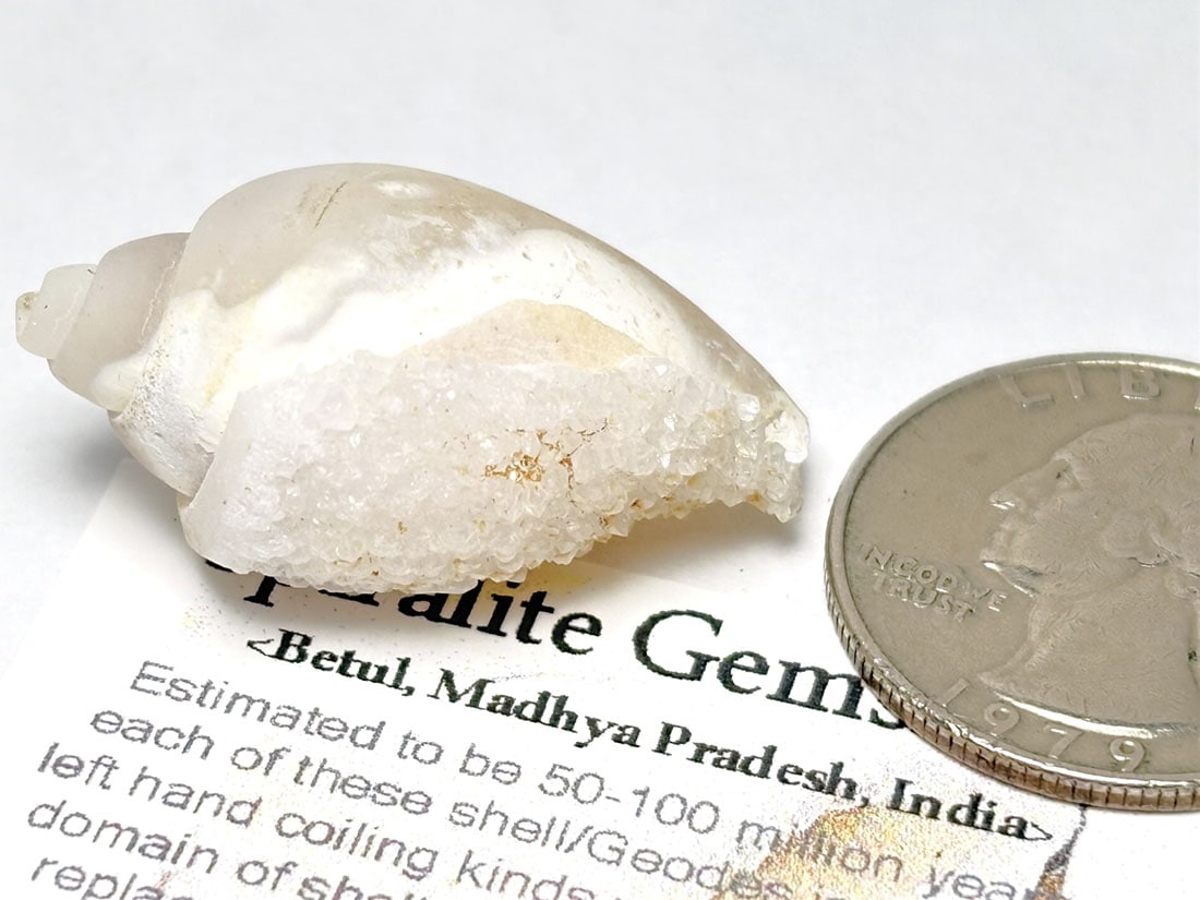 インド産 スピラライトジェムシェル / Spiralite Gemshells