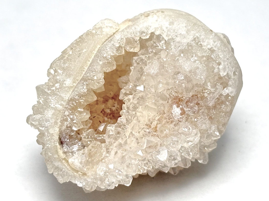 インド産 スピラライトジェムシェル / Spiralite Gemshells