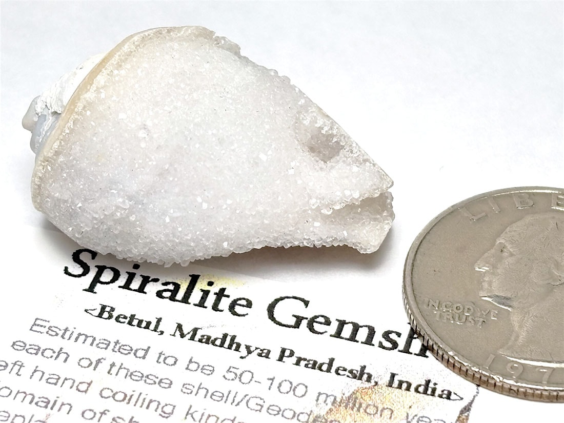 インド産 スピラライトジェムシェル / Spiralite Gemshells