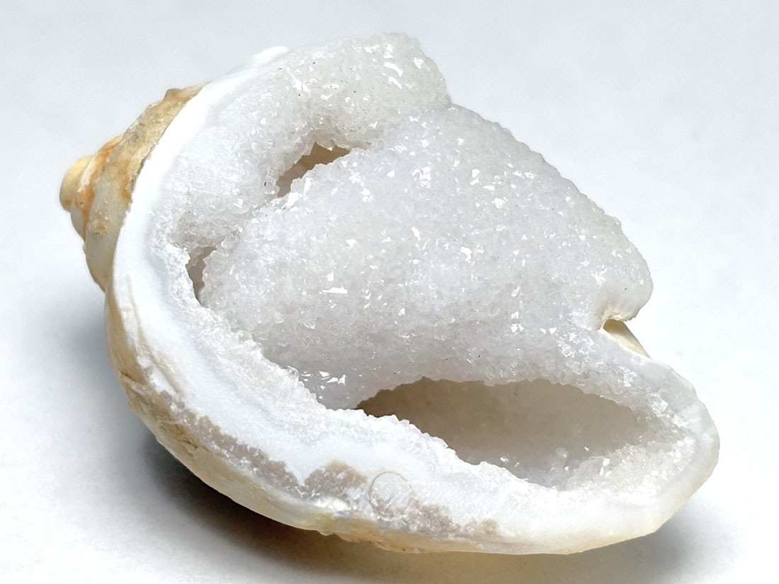 インド産 スピラライトジェムシェル / Spiralite Gemshells