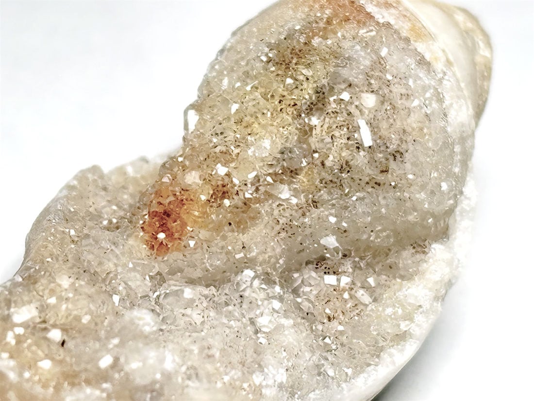 インド産 スピラライトジェムシェル / Spiralite Gemshells