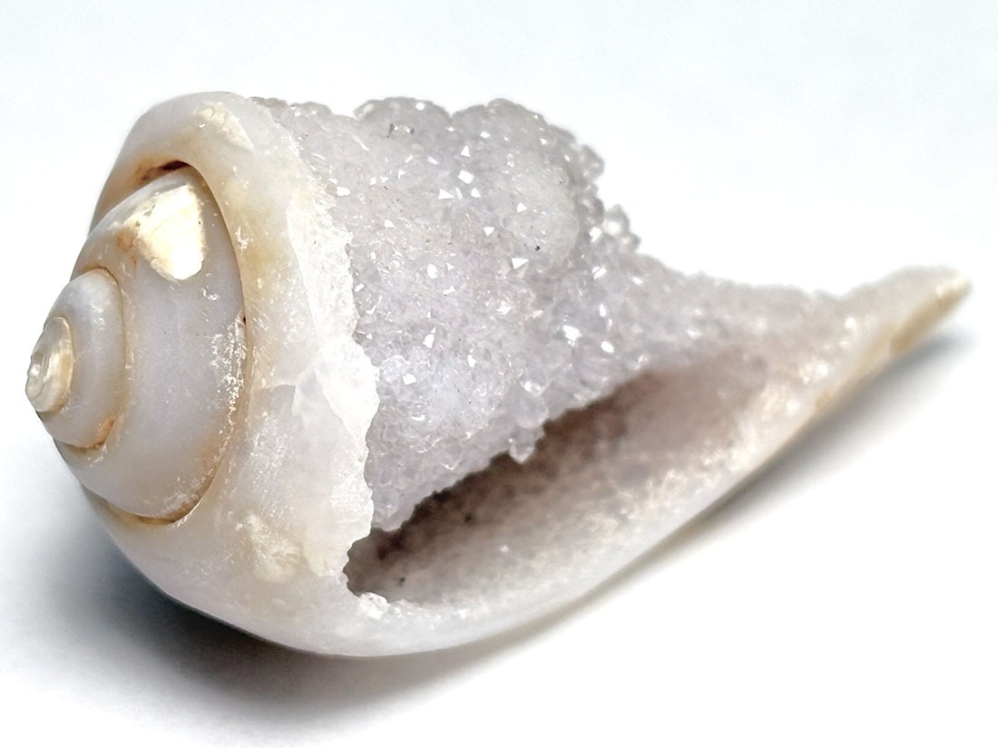 インド産 スピラライトジェムシェル / Spiralite Gemshells