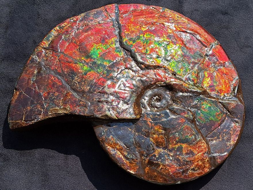 (最大径26cm) カナダ・アルバータ州産 アンモライト 【完全体】/ Ammolite