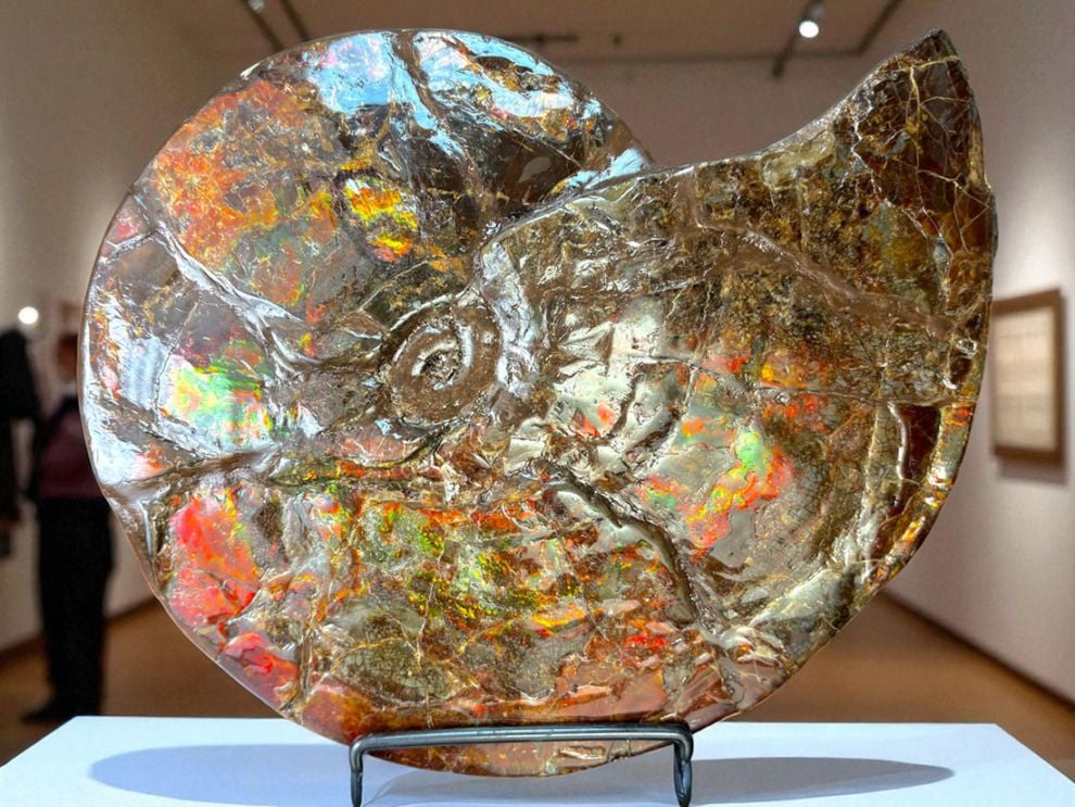 (最大径26cm) カナダ・アルバータ州産 アンモライト 【完全体】/ Ammolite