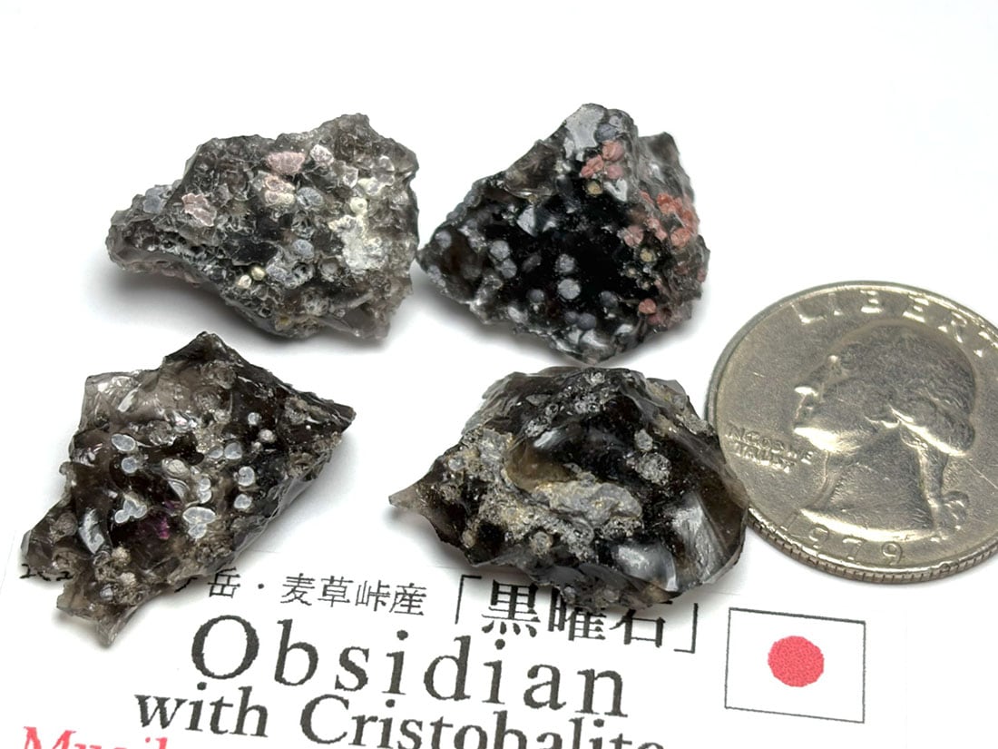 化石　C-１2 状態A】なぞの化石 C (090/098) [s12] の通販・買取価格