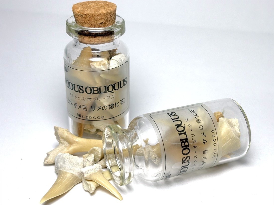 サメの歯 化石 (小瓶入り) アソート