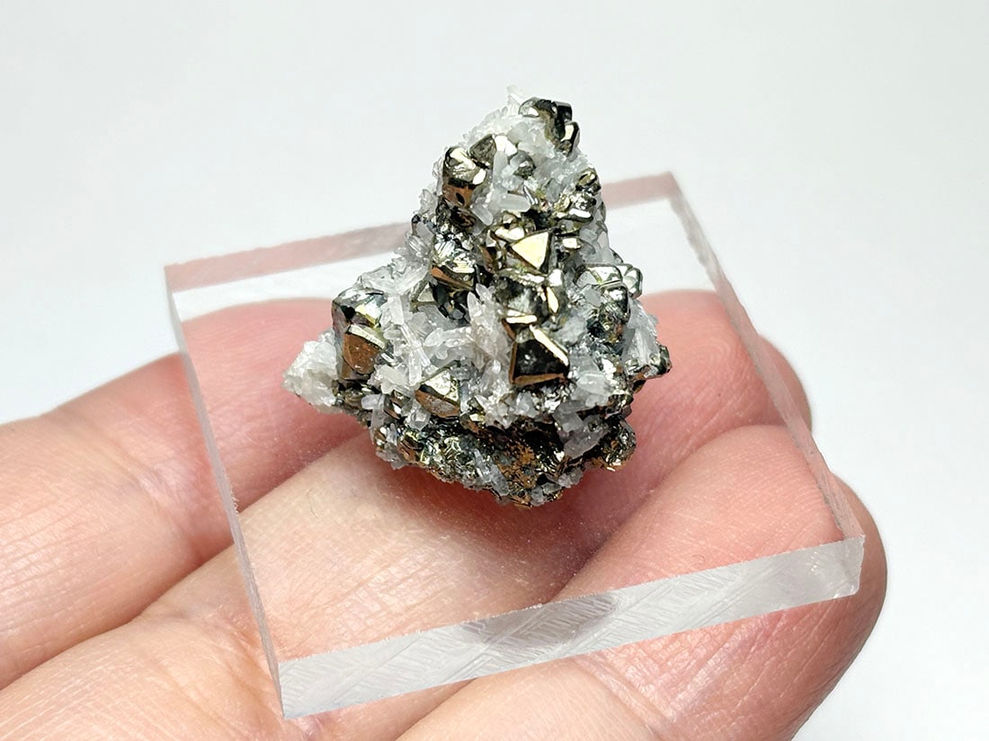 パイライト共生