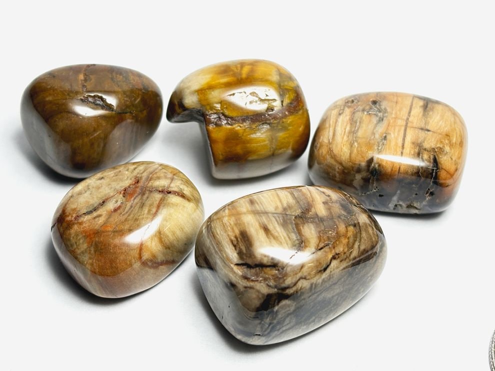 マダガスカル産 ペトリファイドウッド タンブル 5個セット ( 珪化木 ) / Petrified wood