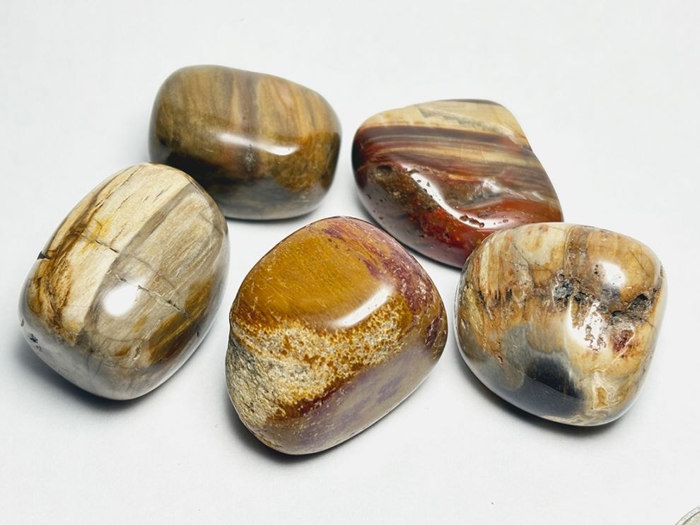 マダガスカル産 ペトリファイドウッド タンブル 5個セット ( 珪化木 ) / Petrified wood