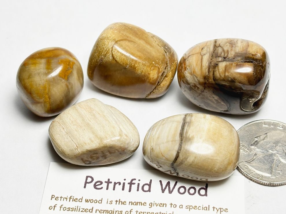 マダガスカル産 ペトリファイドウッド タンブル 5個セット ( 珪化木