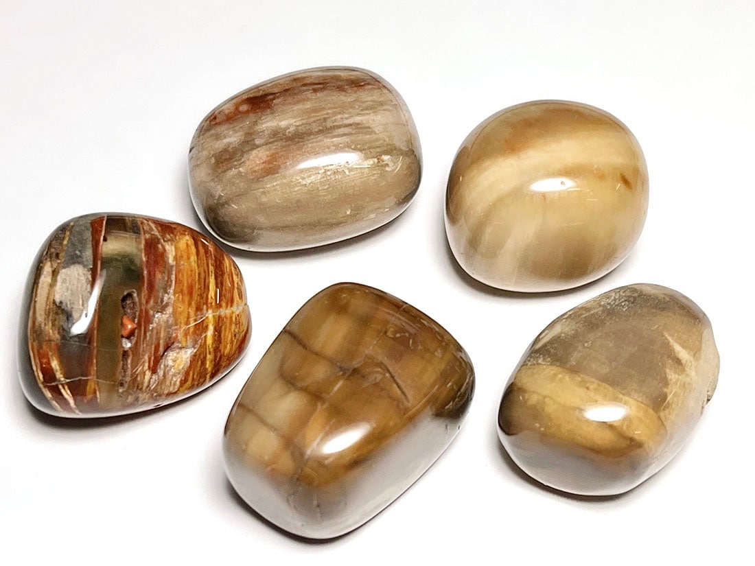 マダガスカル産 ペトリファイドウッド タンブル 5個セット ( 珪化木 ) / Petrified wood