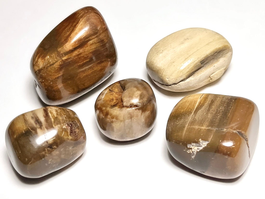 マダガスカル産 ペトリファイドウッド タンブル 5個セット ( 珪化木 ) / Petrified wood