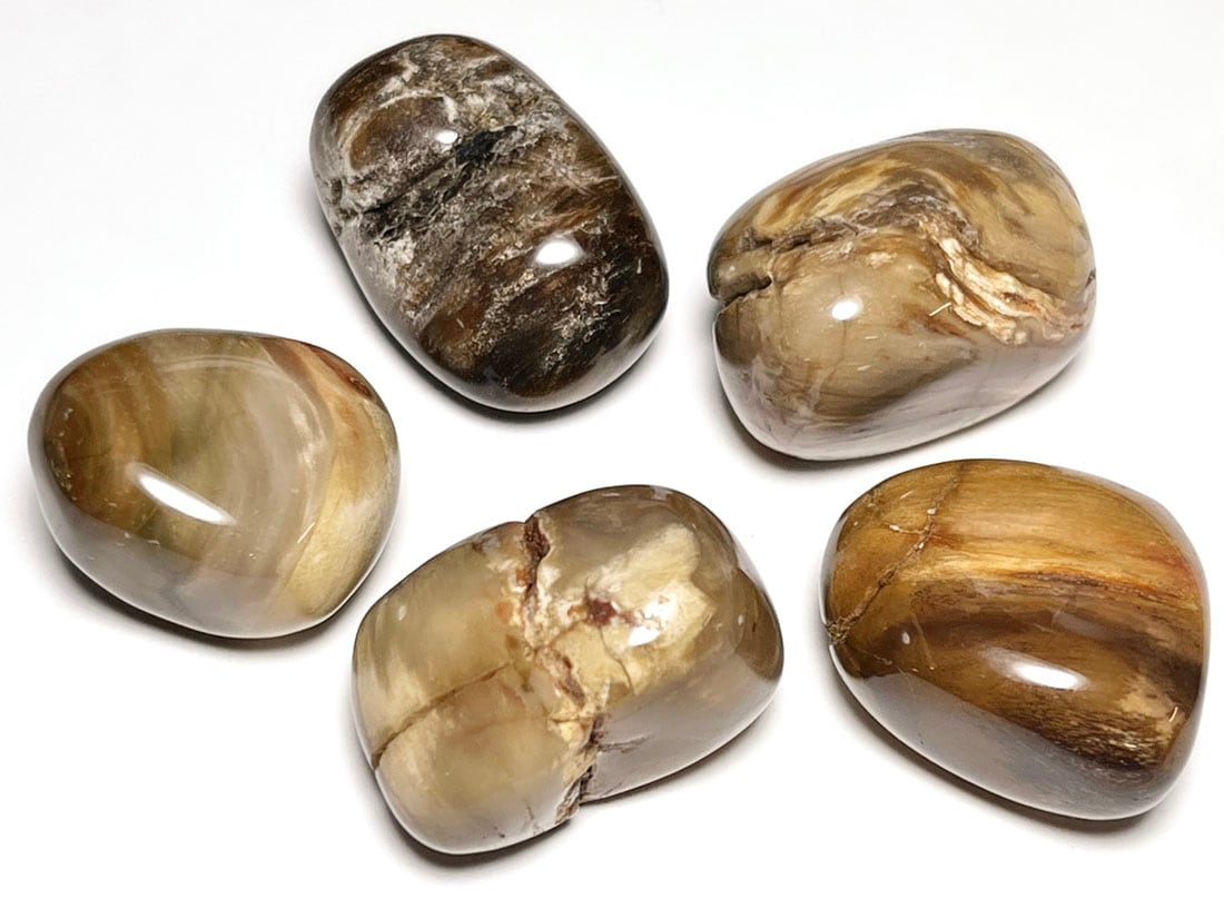 マダガスカル産 ペトリファイドウッド タンブル 5個セット ( 珪化木 ) / Petrified wood
