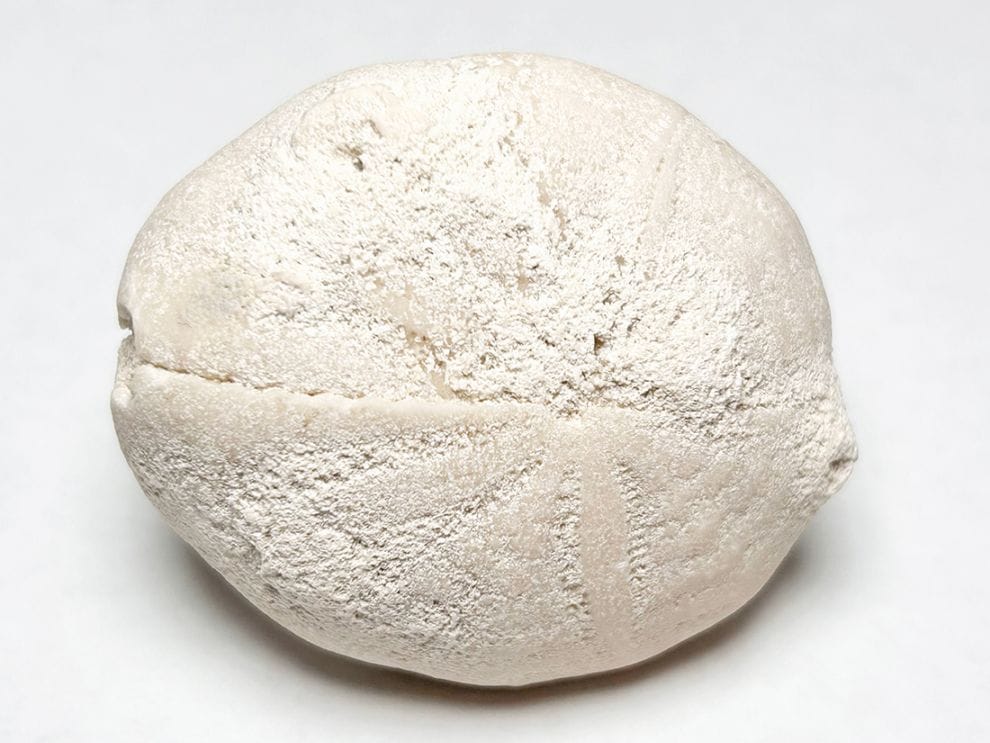 フロリダ州産 ウニ化石 (エウパタグス) /Eupatagus