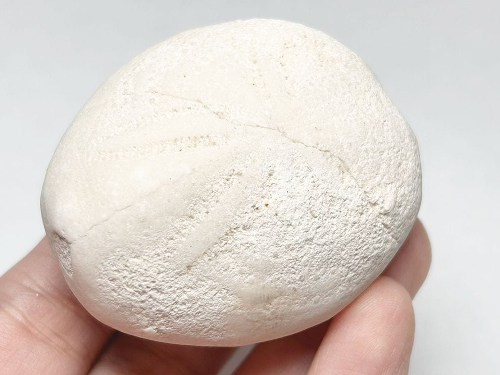 フロリダ州産 ウニ化石 (エウパタグス) /Eupatagus