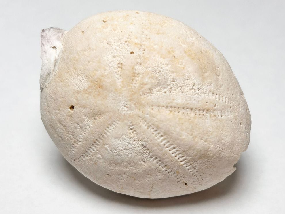 フロリダ州産 ウニ化石 (エウパタグス) /Eupatagus