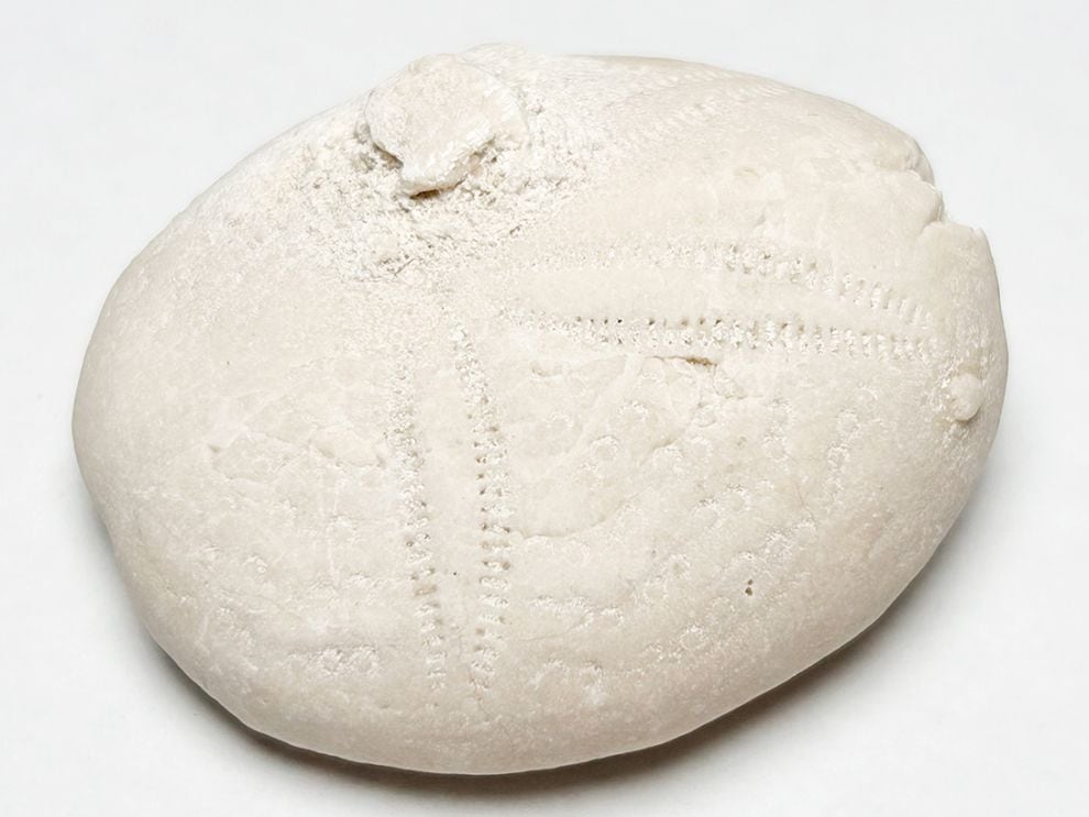 フロリダ州産 ウニ化石 (エウパタグス) /Eupatagus