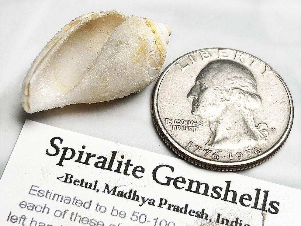 インド産 スピラライトジェムシェル / Spiralite Gemshells