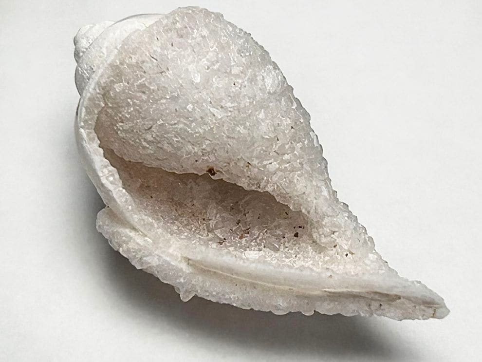 インド産 スピラライトジェムシェル / Spiralite Gemshells