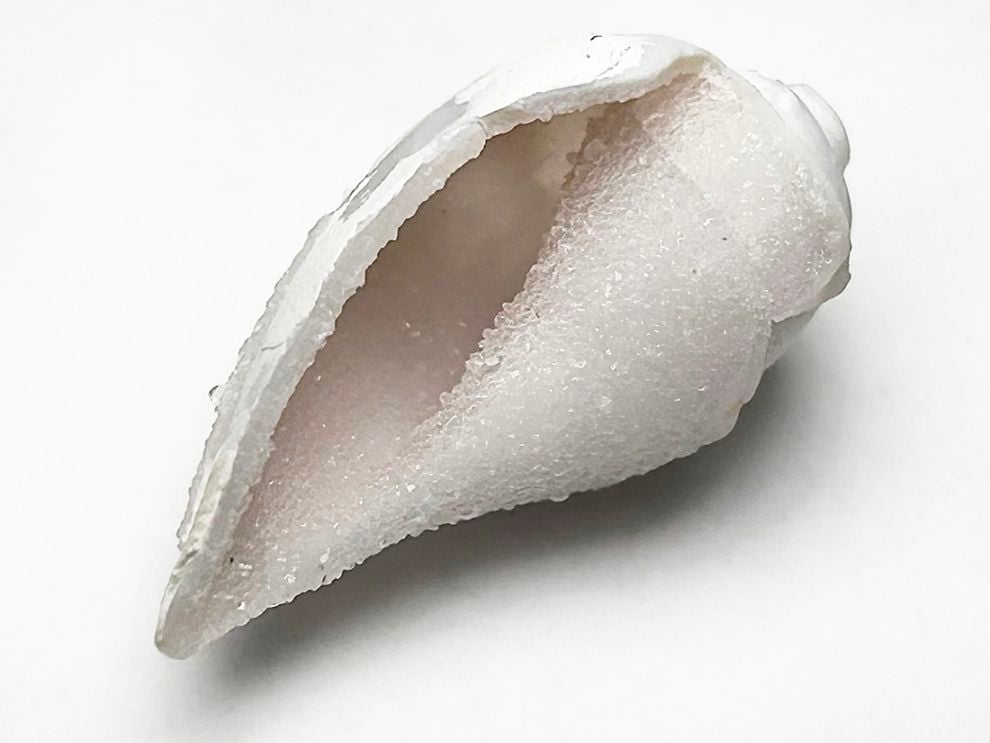 インド産 スピラライトジェムシェル / Spiralite Gemshells