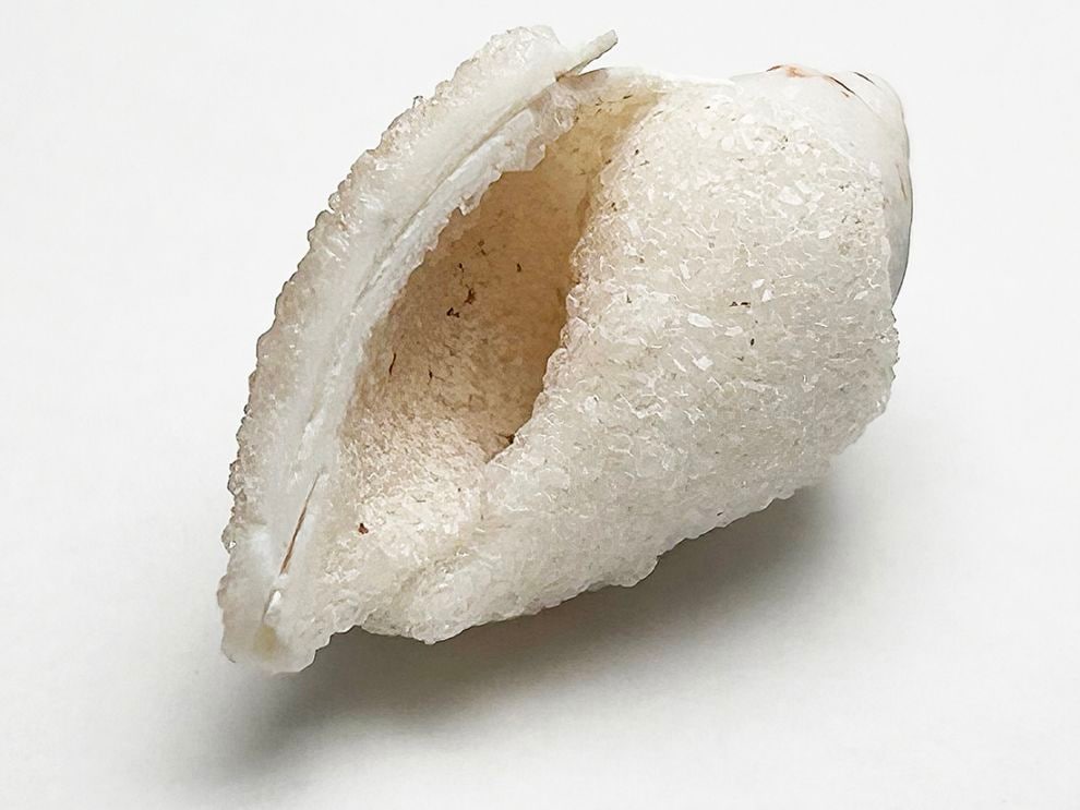 インド産 スピラライトジェムシェル / Spiralite Gemshells