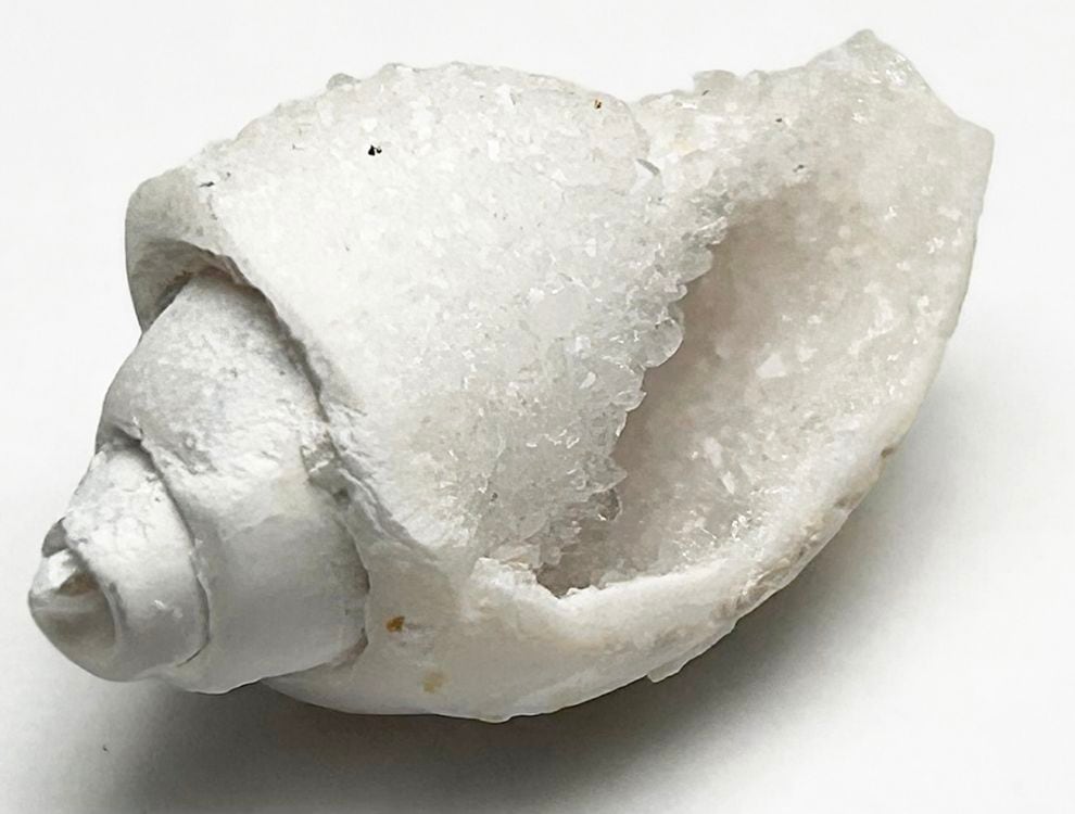 インド産 スピラライトジェムシェル / Spiralite Gemshells